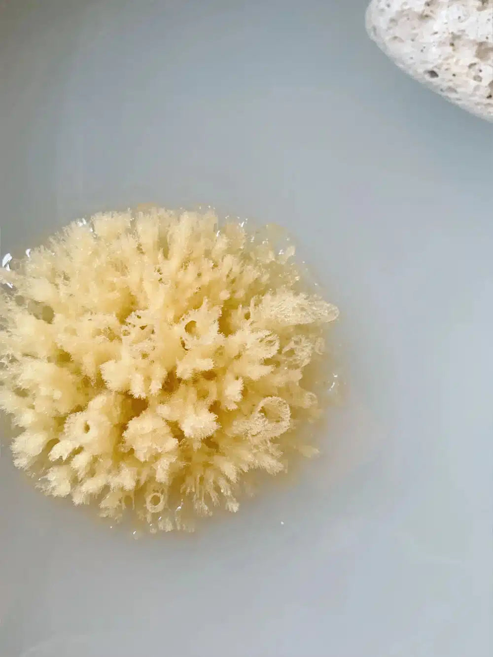 Naturlig badesvamp