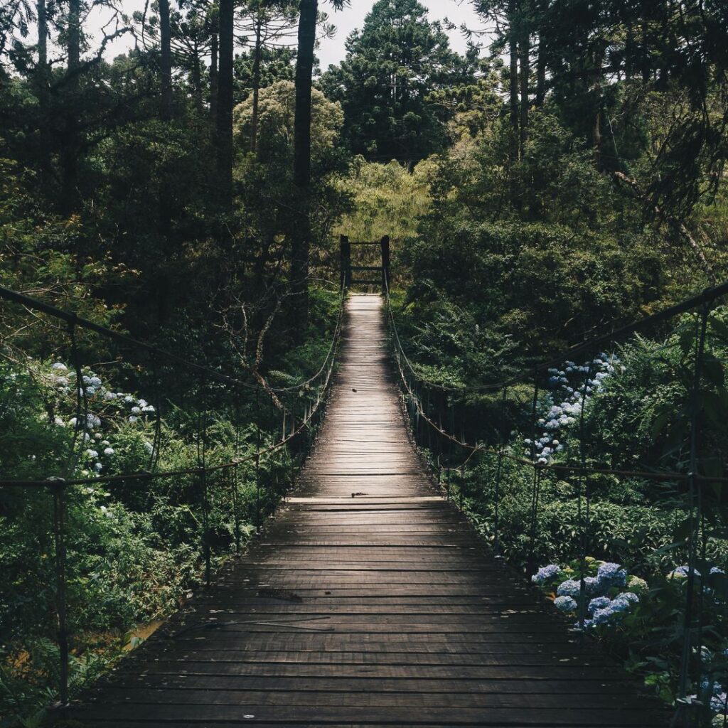 Hængebro i skoven - en ny retning