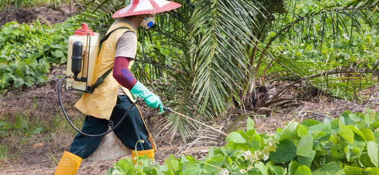 a-worker-spraying-glyphosate-herbicide-around-young-palm-trees-sindora-BGB0HP a-worker-spraying-glyphosate-herbicide-around-young-palm-trees-sindora-BGB0HP