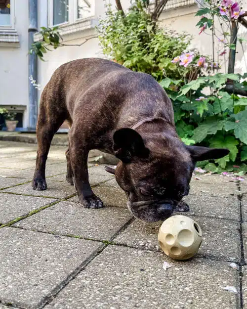 Hevea moon ball med hul til godbidder, som hunden leger med