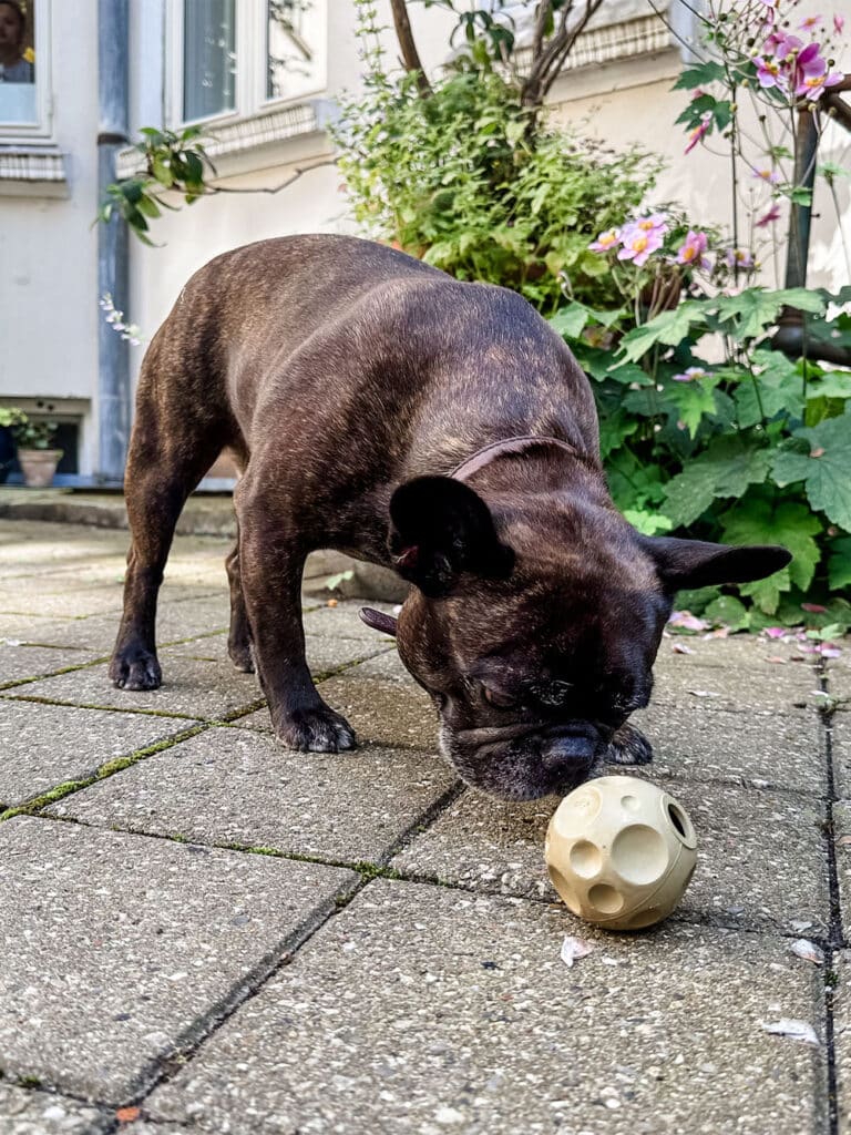 Hevea moon ball med hul til godbidder, som hunden leger med