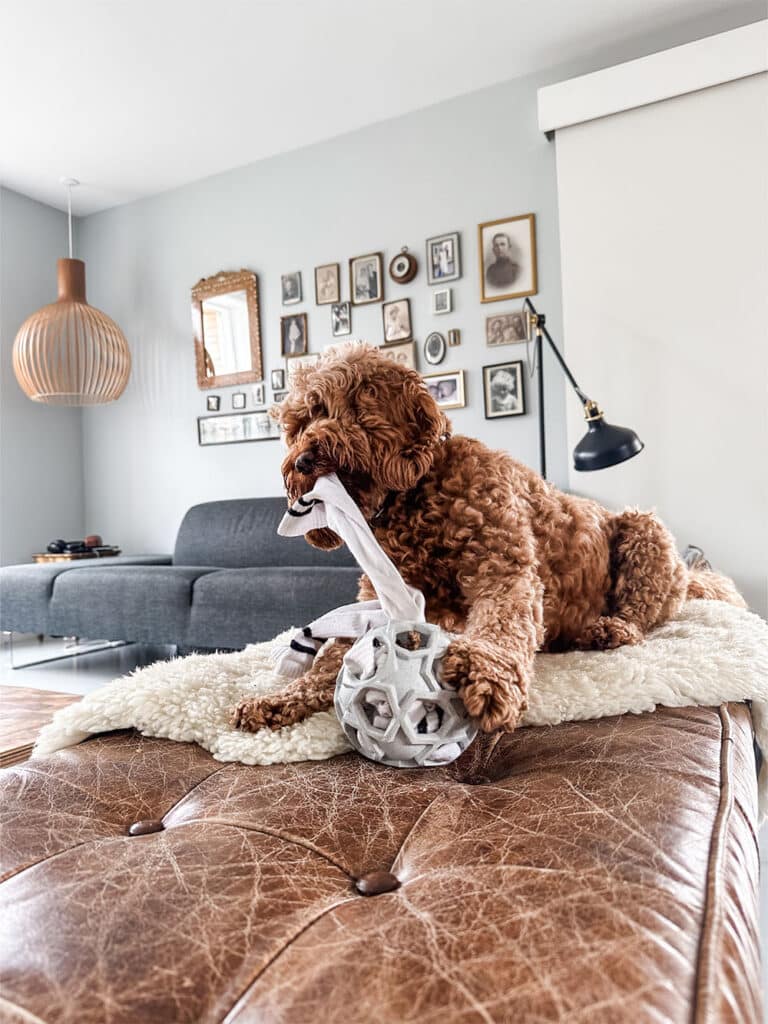 Aktivitetsbold til hund i naturgummi