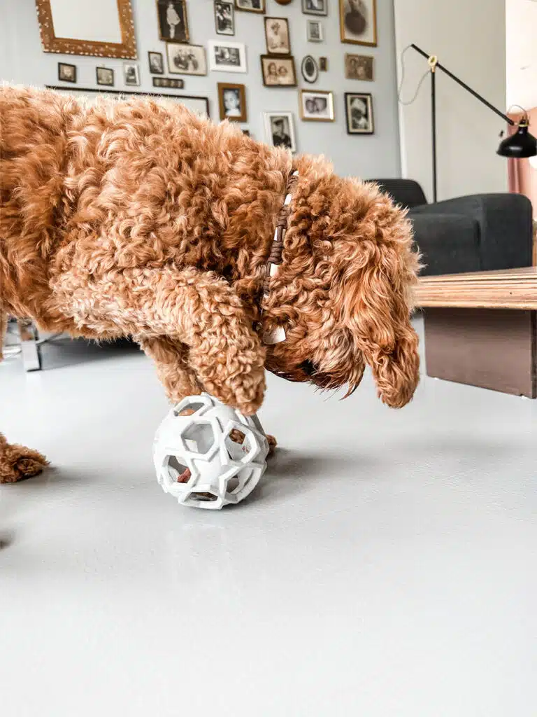 Aktivitetsbold til hund i naturgummi